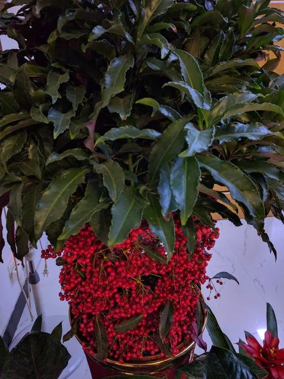 3种红果盆栽,冬天最红火喜庆,满树红艳经久不落!