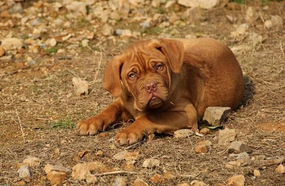 波尔多犬典型短头颅,深额沟,重皱纹的猛犬