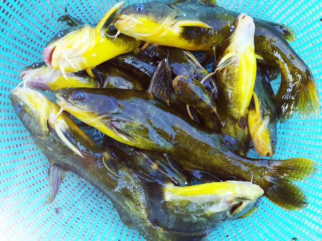 好久没有钓到这么大的黄辣丁了 这比筷子还长的黄辣丁越看越喜欢