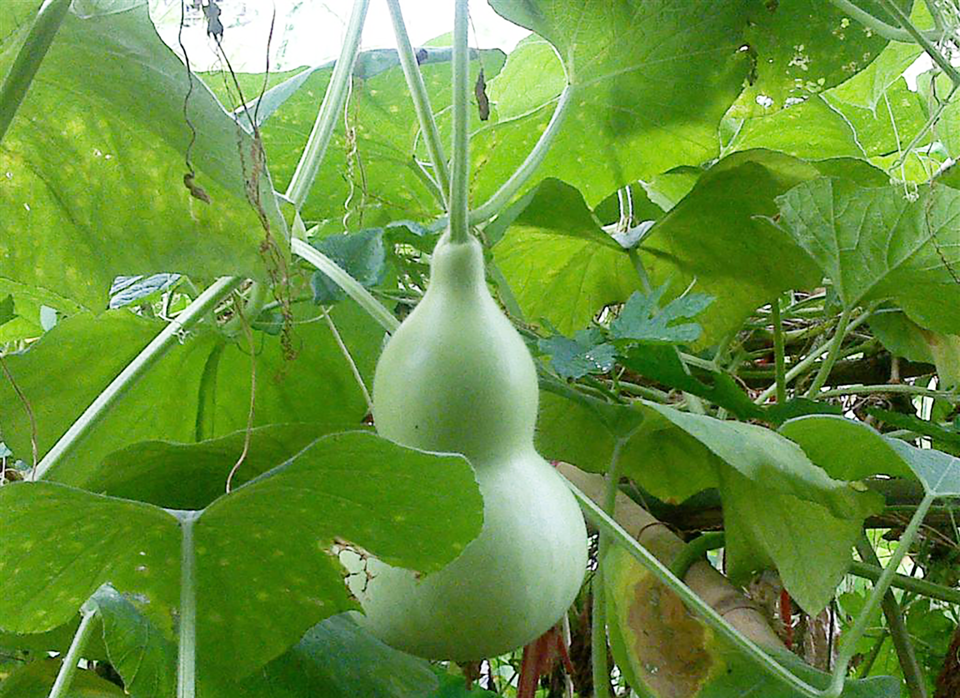 怎么种植葫芦瓜?了解它的几个特点,收成会很好