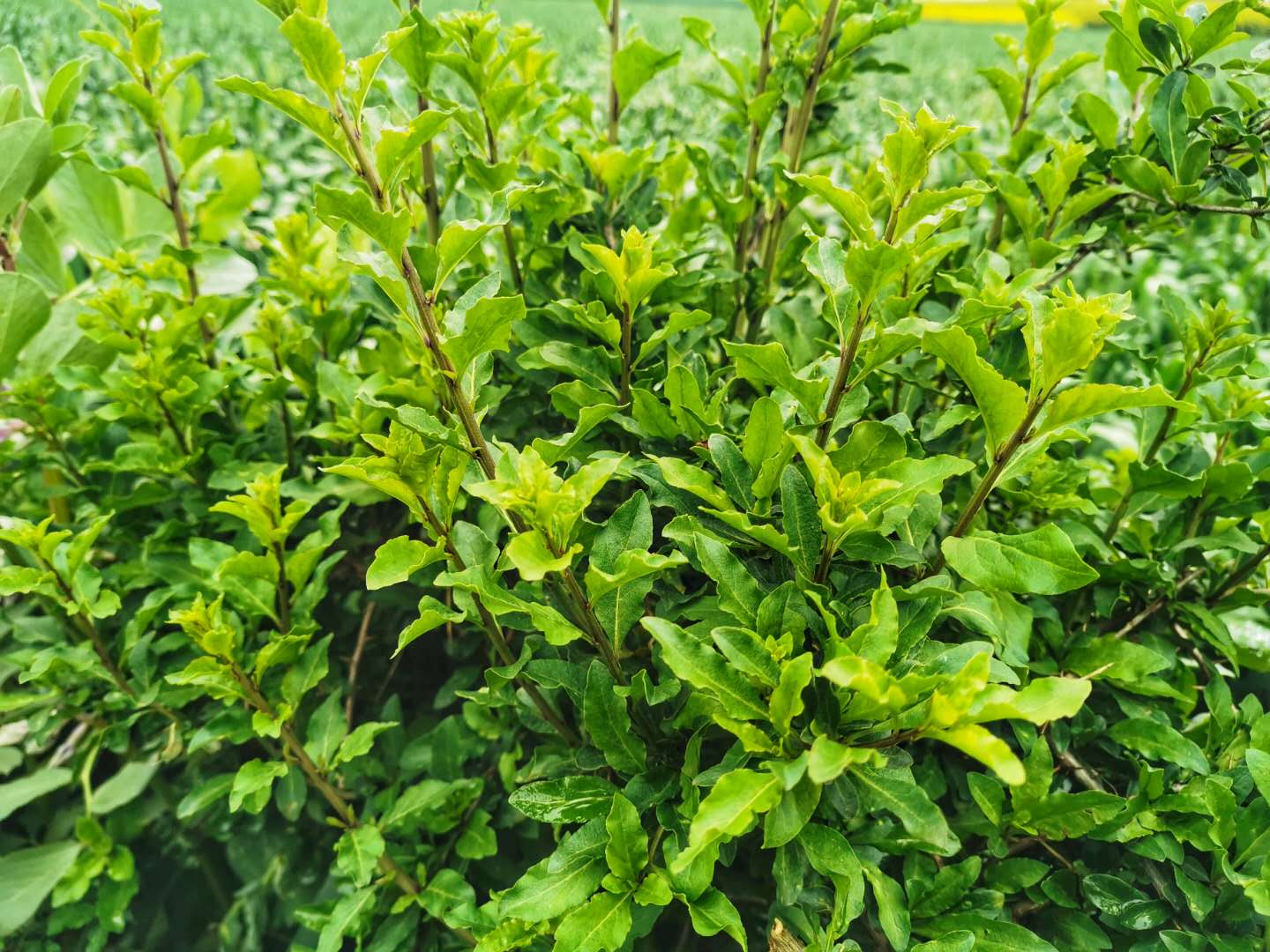 叶子- 热门商品专区