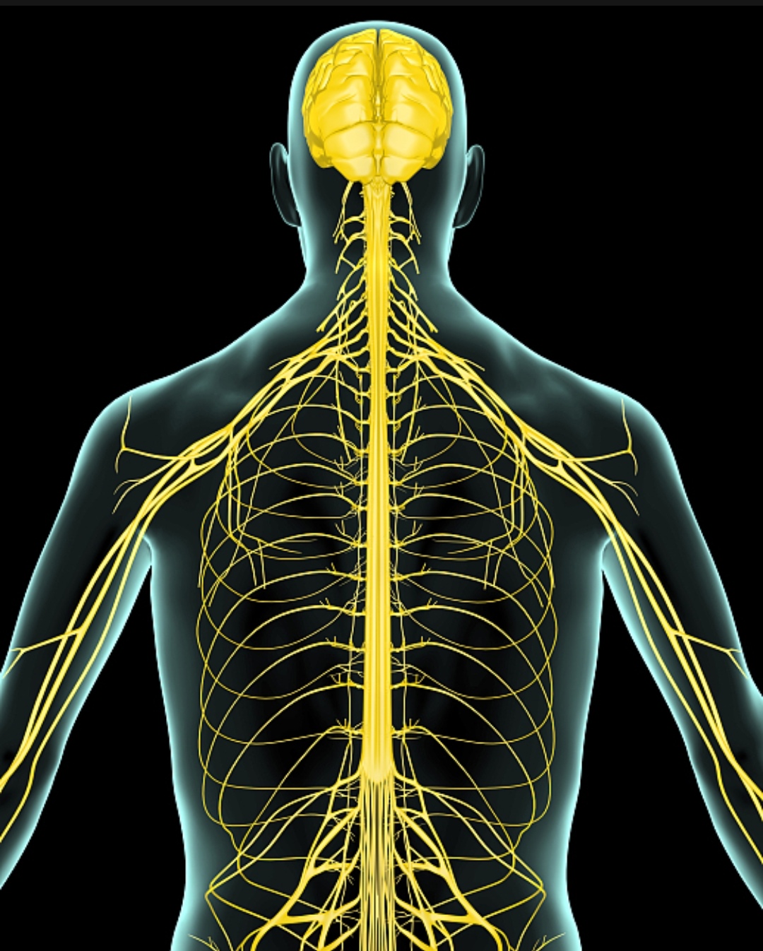 左胸肋间神经分布图图片