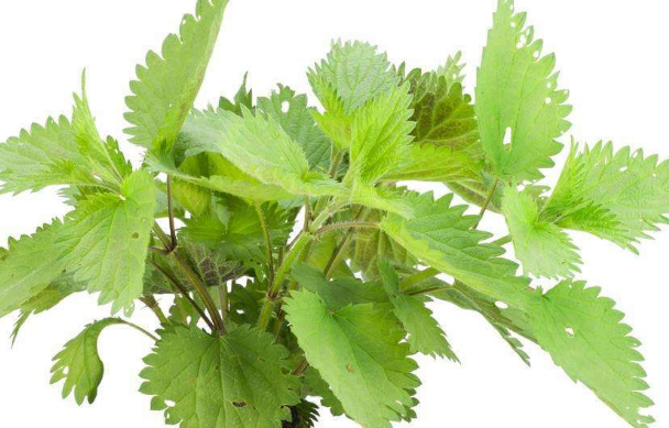 农村这一碰就能会疼三天的"咬人草",可是制做麻绳的原材料