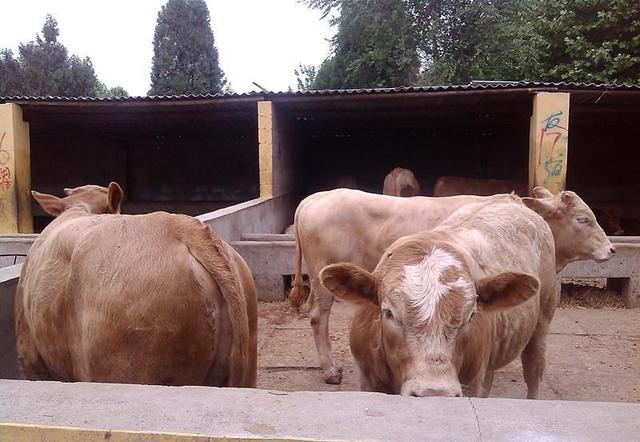 关于大学第一医院黄牛票贩子，号贩子一个电话-的信息