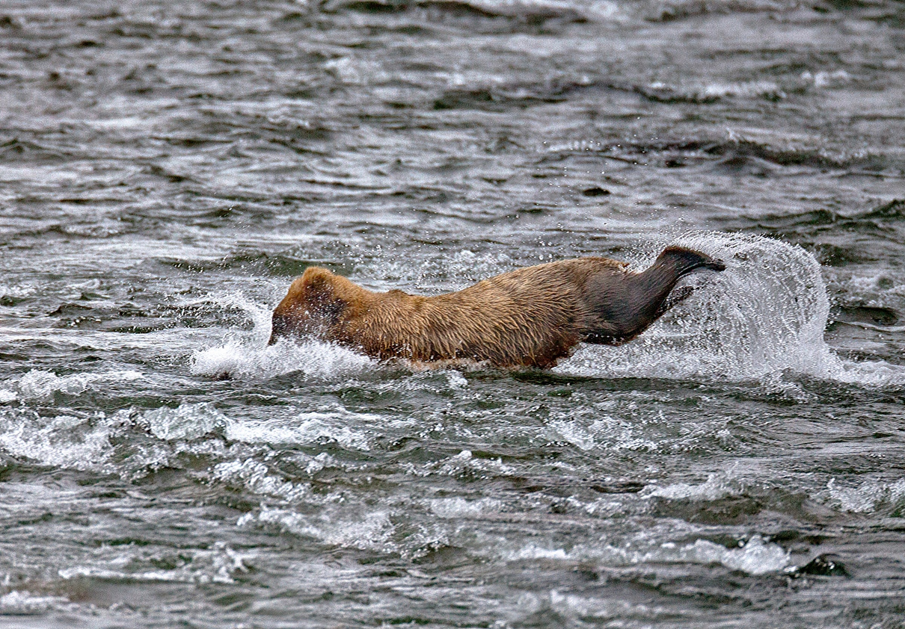 动物趣图# 湖水清清,健硕强壮的灰熊,震撼捕鱼瞬间