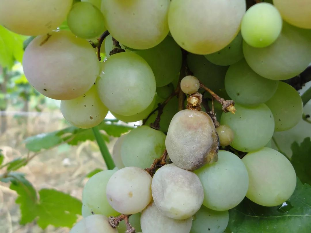 种植葡萄,总是会出现落果,原因有4点,为何还有一定好处?