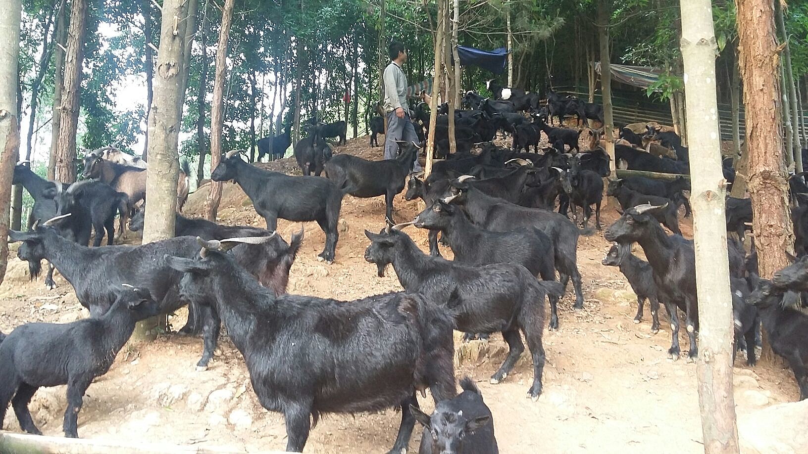 湘潭正宗马家河黑山羊图片