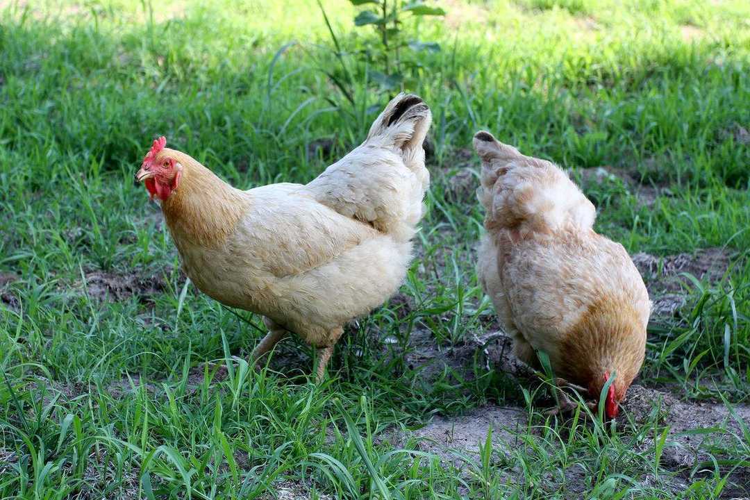 农村养鸡的几条建议你确定不来看看?看过后都说受益匪浅!