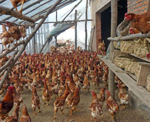 农村简易鸡棚设计平面图 畜牧场建设现代化鸡舍养鸡场规划设计图