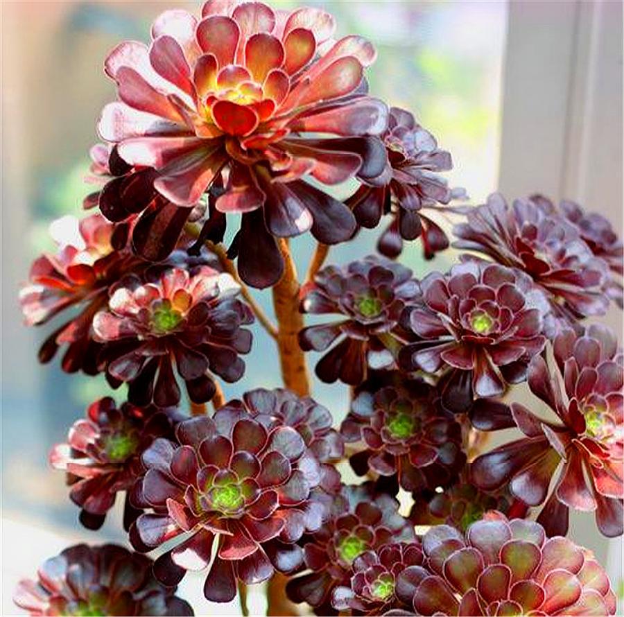 多肉黑法师砍头有技巧,做好这4点,侧芽蹭蹭长,一盆变多盆