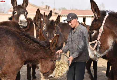 广灵县高度重视"画眉驴"保护和繁育