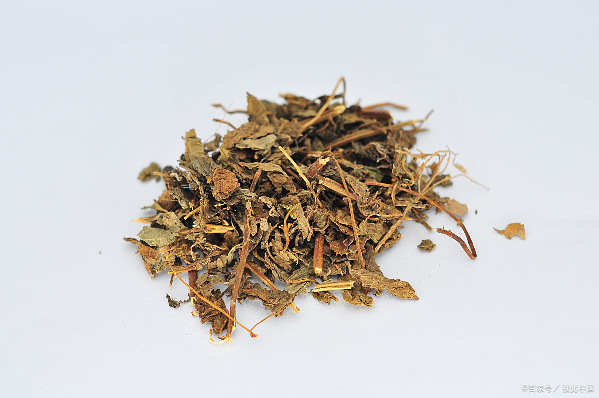 橘子讲中药(发散风寒药——紫苏叶)