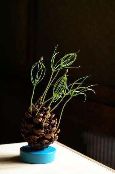 松树底下都是宝,松针松皮能养花,松果能做小盆栽