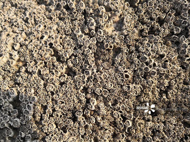 「独家」密恐慎入 山东日照灯塔广场礁石密密麻麻长满小贝壳