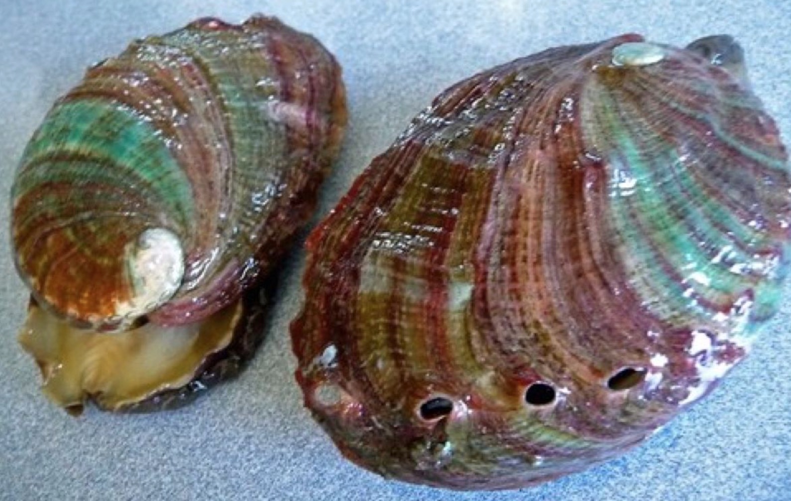 九孔鲍鱼的良种选育与健康高产育苗技术(一)