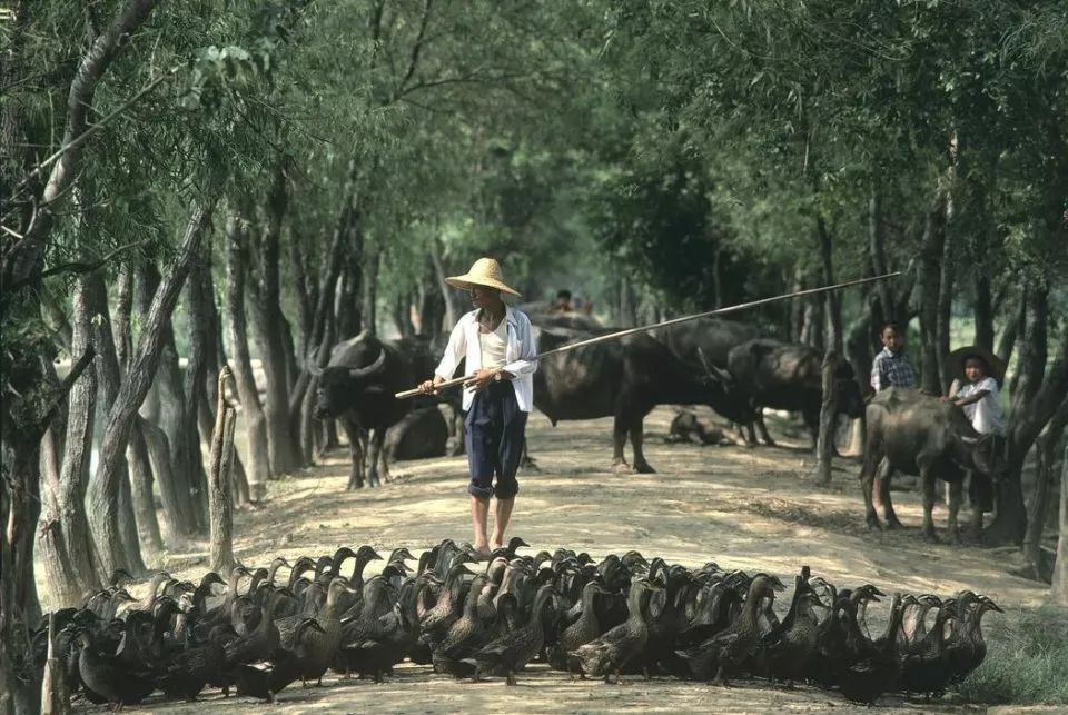 90年代中国农村老照片 图4很熟悉