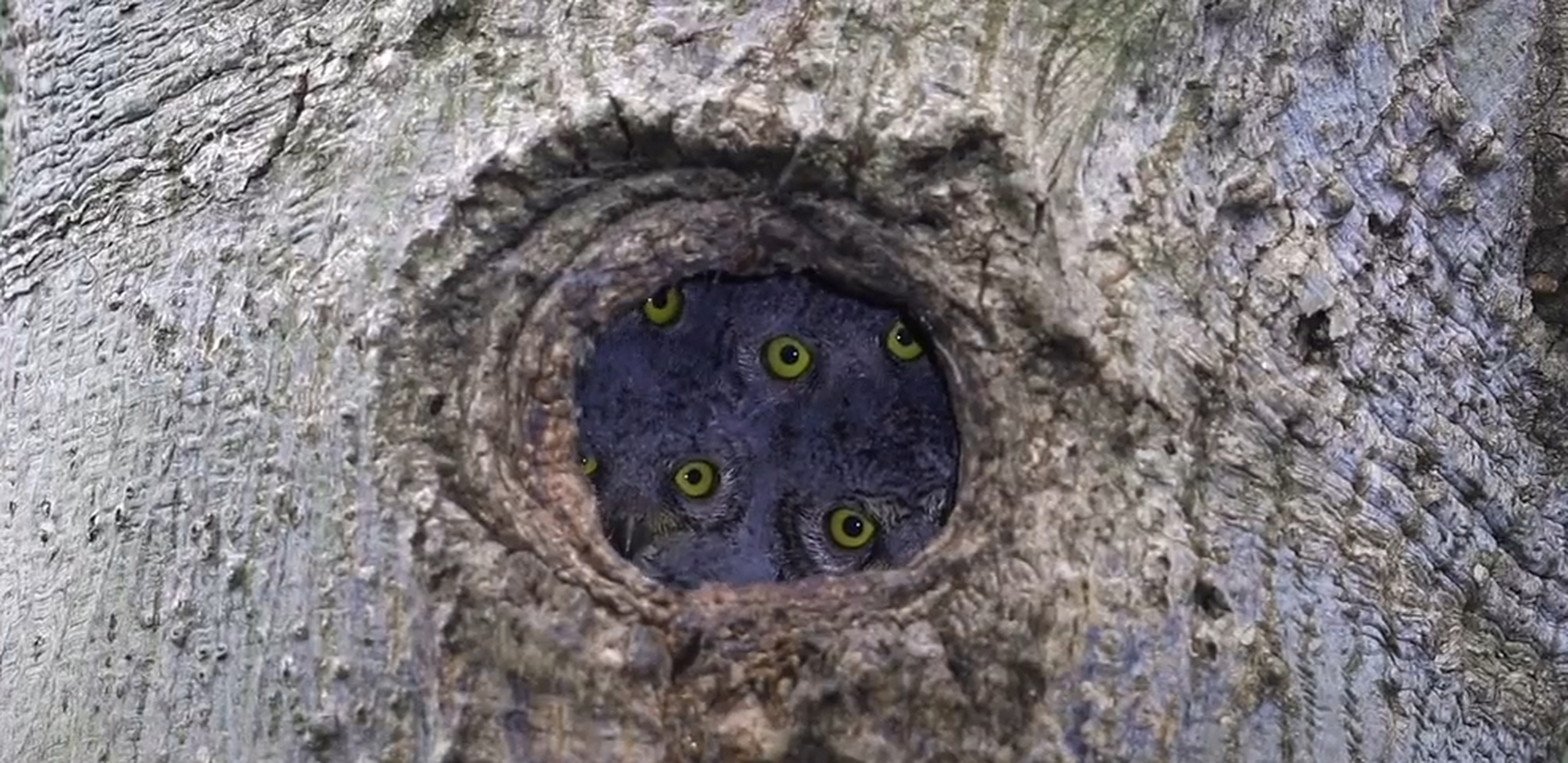 红角鸮幼鸟一家,哈哈哈哈,一群眼睛啊. #萌宠# #搞笑