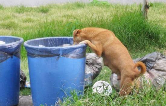 狗狗翻垃圾桶,就像"吸毒"一样兴奋,其中的原因你知道吗?