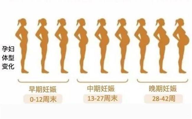 怀孕几个月显怀?显怀迟是不是胎儿偏小?显怀早晚和四个因素有关