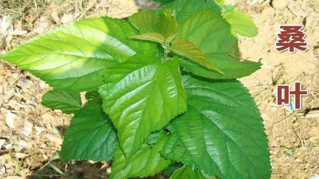 人到中年,血液浓稠,叶子泡水喝护血管