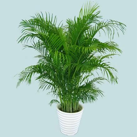 散尾葵的养殖方法,你不知道的小技巧