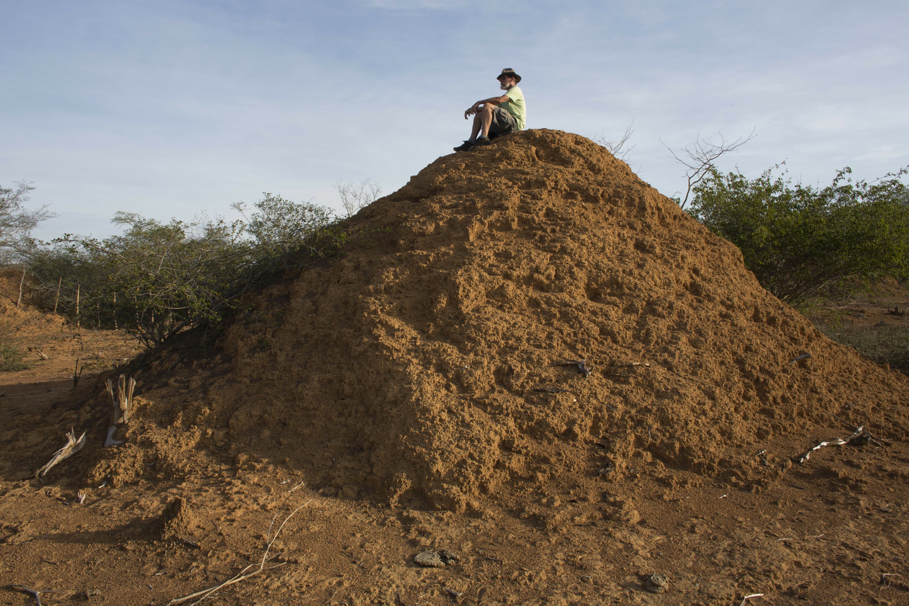 巴西发现4000年历史白蚁窝土丘群 面积相当于英国国土大小