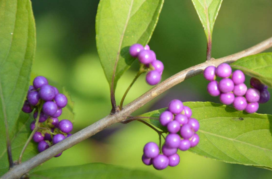 这东西叫长叶紫珠.