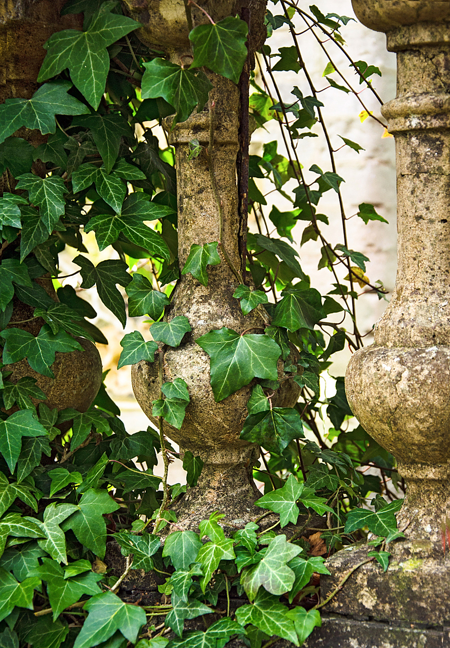 广东街头大量臭树突然开花,路人纷纷吐槽气味难忍,究竟是怎么回事呢?