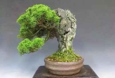 云杉姿态挺拔潇洒枝丛层次分明,可用其幼苗制作丛林式盆景