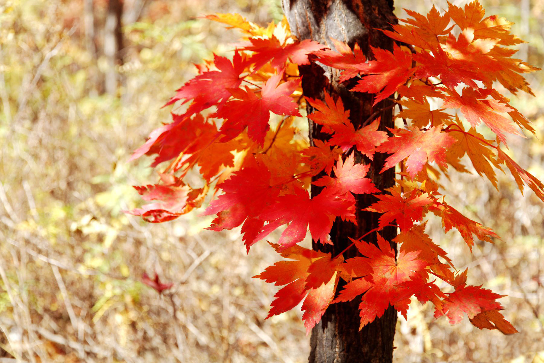 杜牧最经典的一首诗,只是最后一句,便惊艳了千年!