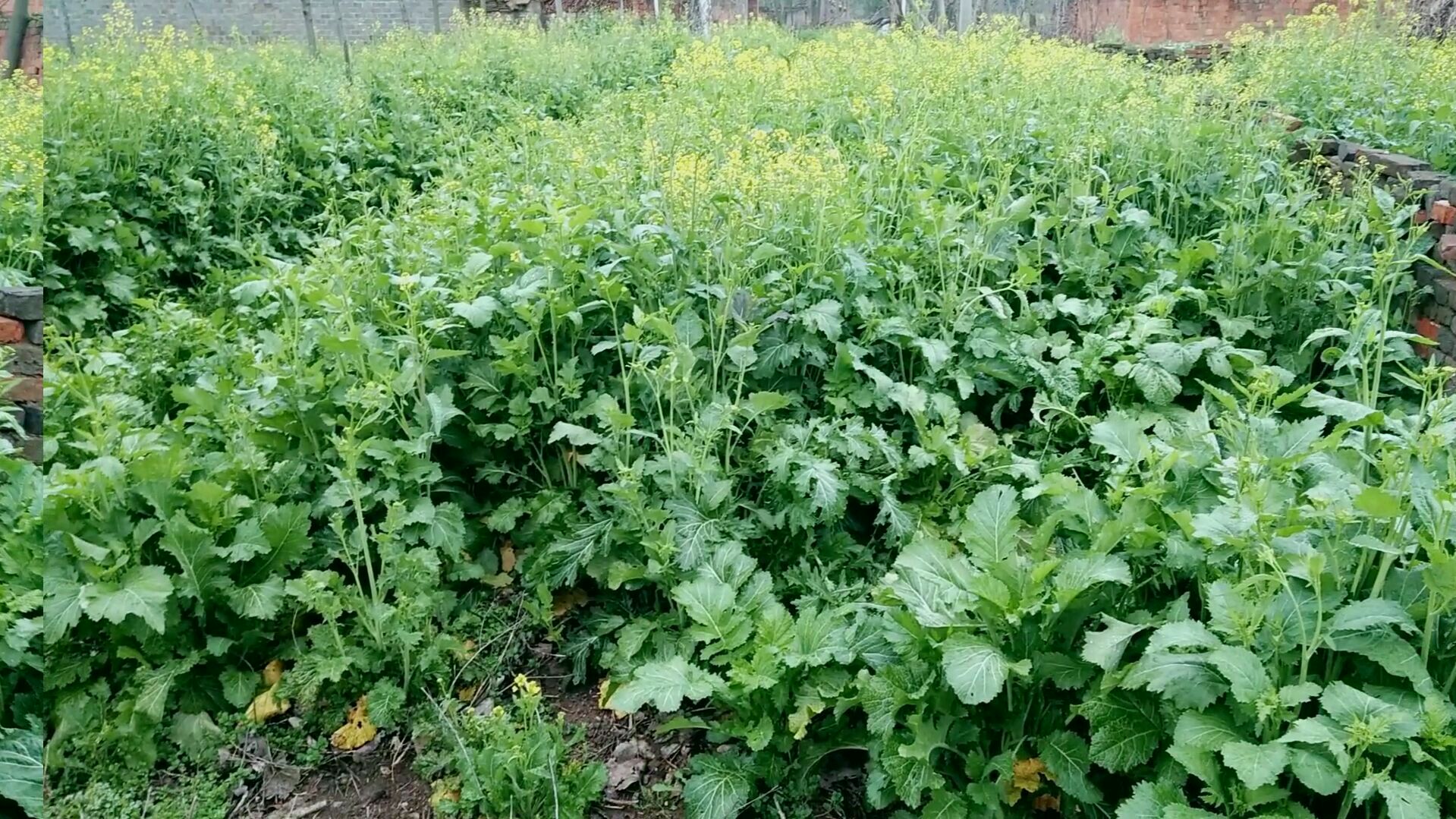 看看农村的腊菜,用来腌酸菜不放盐不用晒,又酸又脆又好吃
