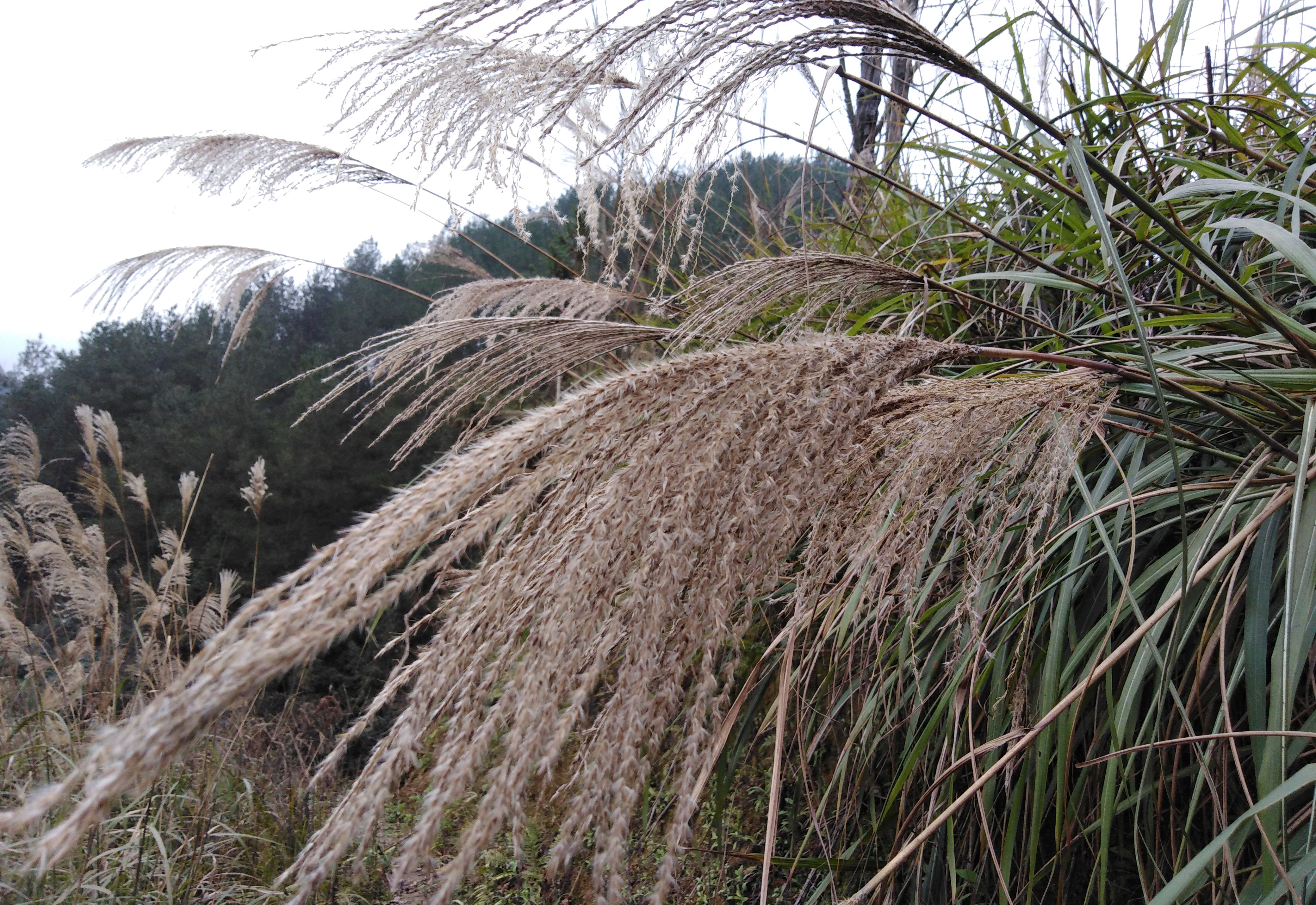 寒冬时节重庆山里,巴茅花成片,丝丝缕缕,轻柔美丽,随风飘浮.