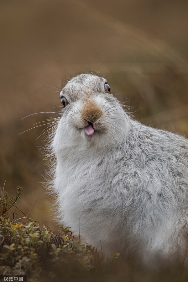 世界卖萌日,看动物如何欢乐卖萌