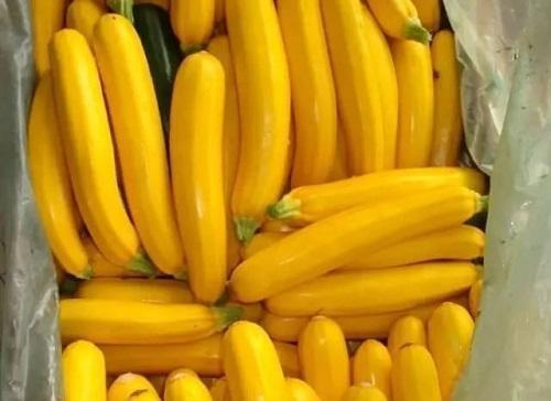 西葫芦经常吃,"金色"的见过吗?能赏能吃味道好,名叫黄金瓜