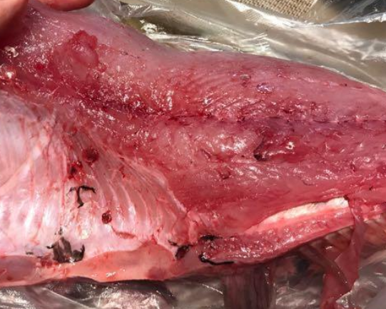 新鲜的鲈鱼去皮,认真细致的拔掉鱼刺,工具用钳子最为方便,要求视力要