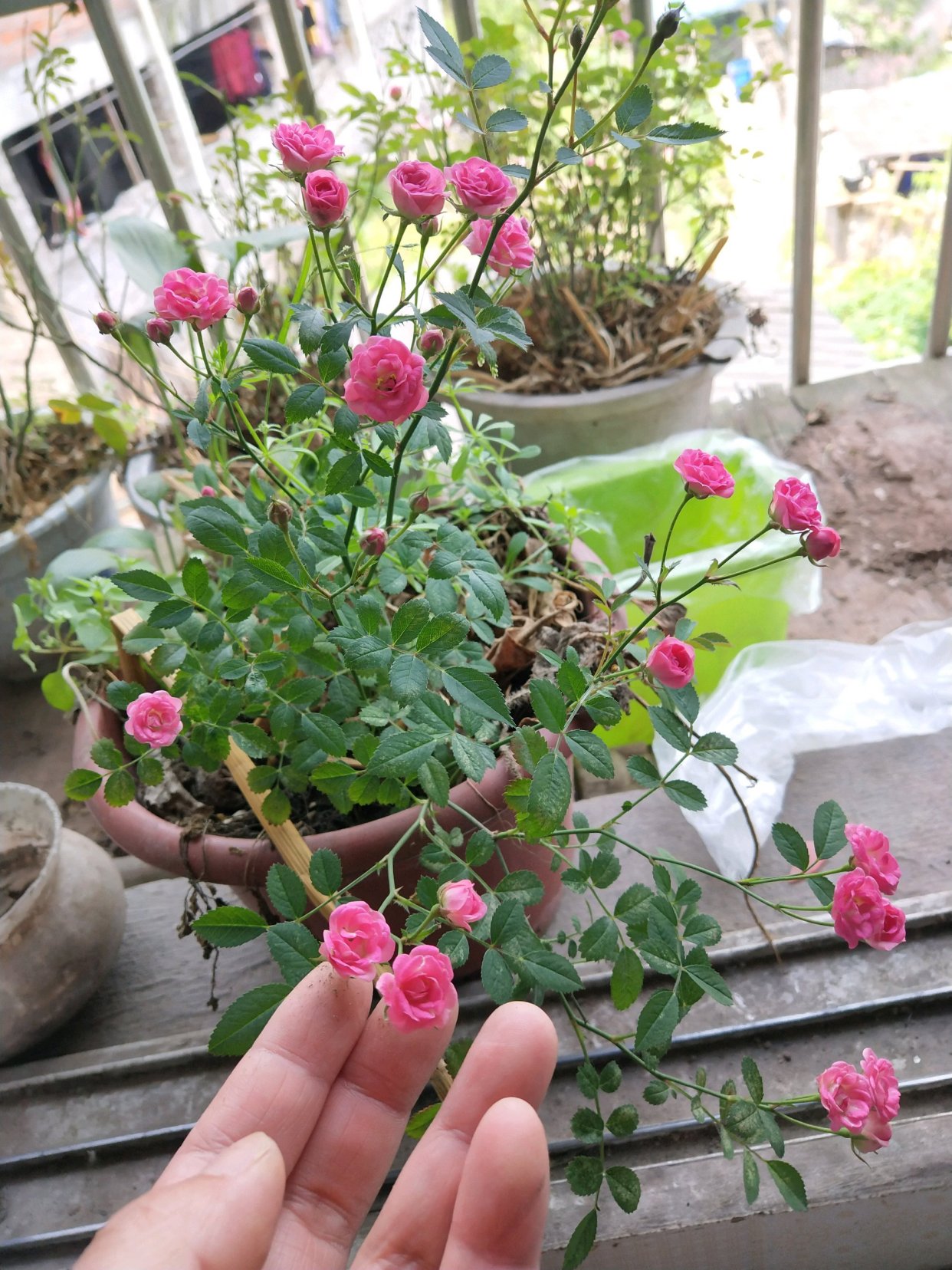 世上最小月季花,只有30公分,全年都开花,养护容易,是盆栽佳品