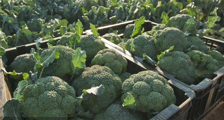 西兰花喜欢在温暖的环境中生长,根据它的生长习性来看,最适宜的种植