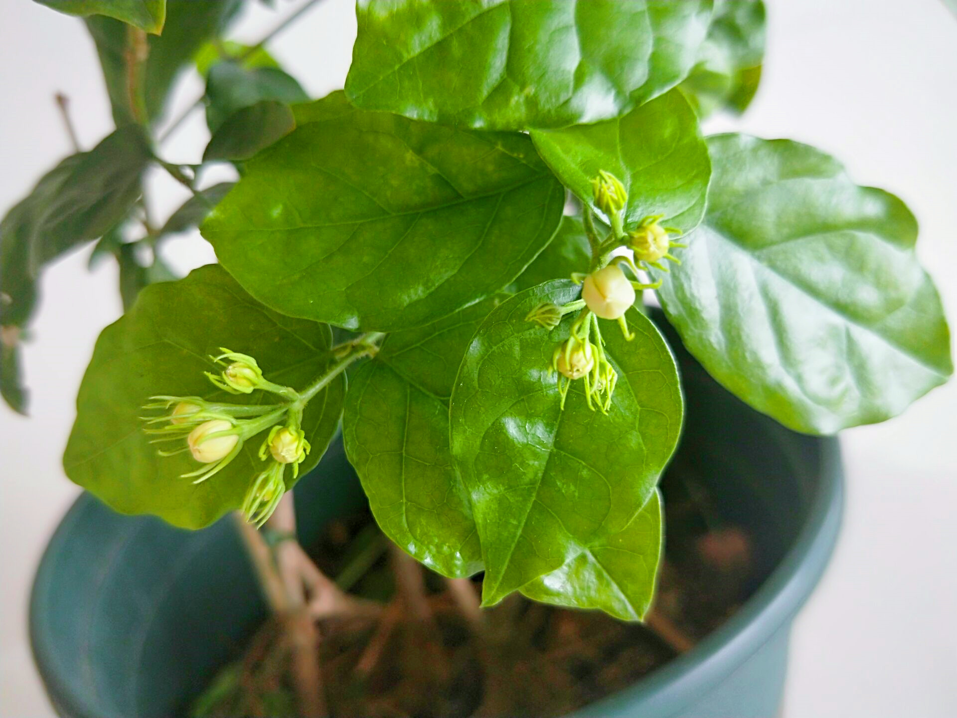 茉莉红 - 热门商品专区