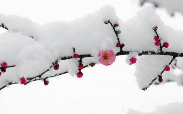 卢梅坡《雪梅二首,描绘冬末春初开放的梅花,有何特点?