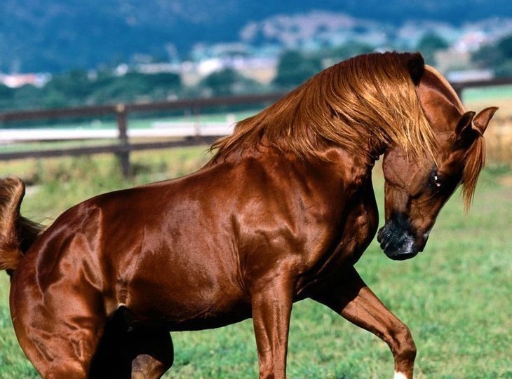 历史上的四大名马,汗血宝马只能垫底,其余三匹皆是通灵神马