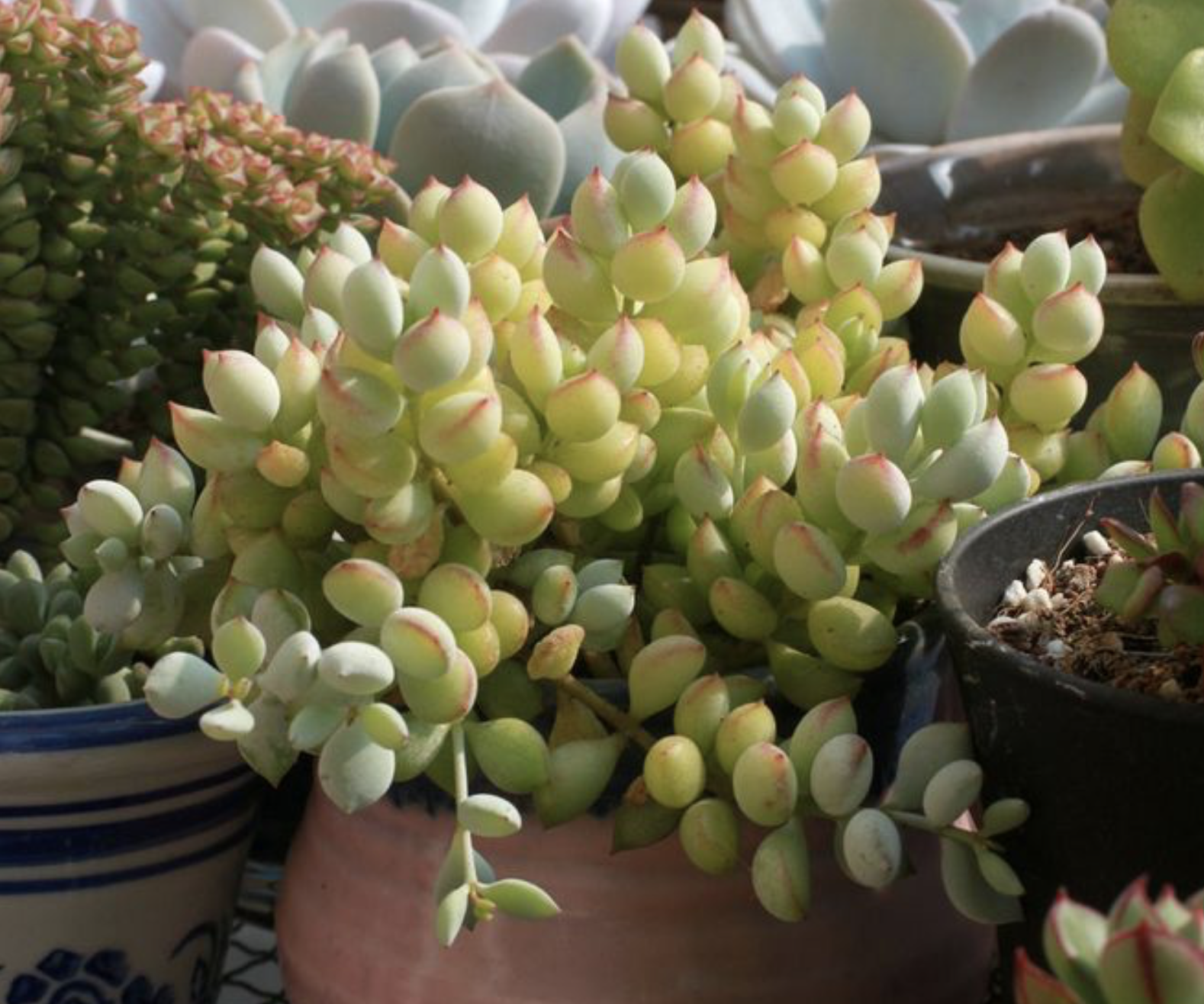 这些萌哒哒的银波锦系多肉植物,你认识吗?