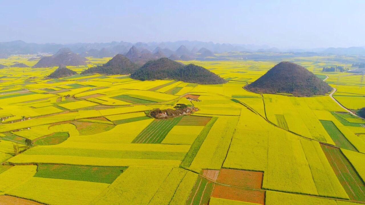 罗平油菜花 满山遍野的油菜花千姿百态,成千上万亩的花海一望无际