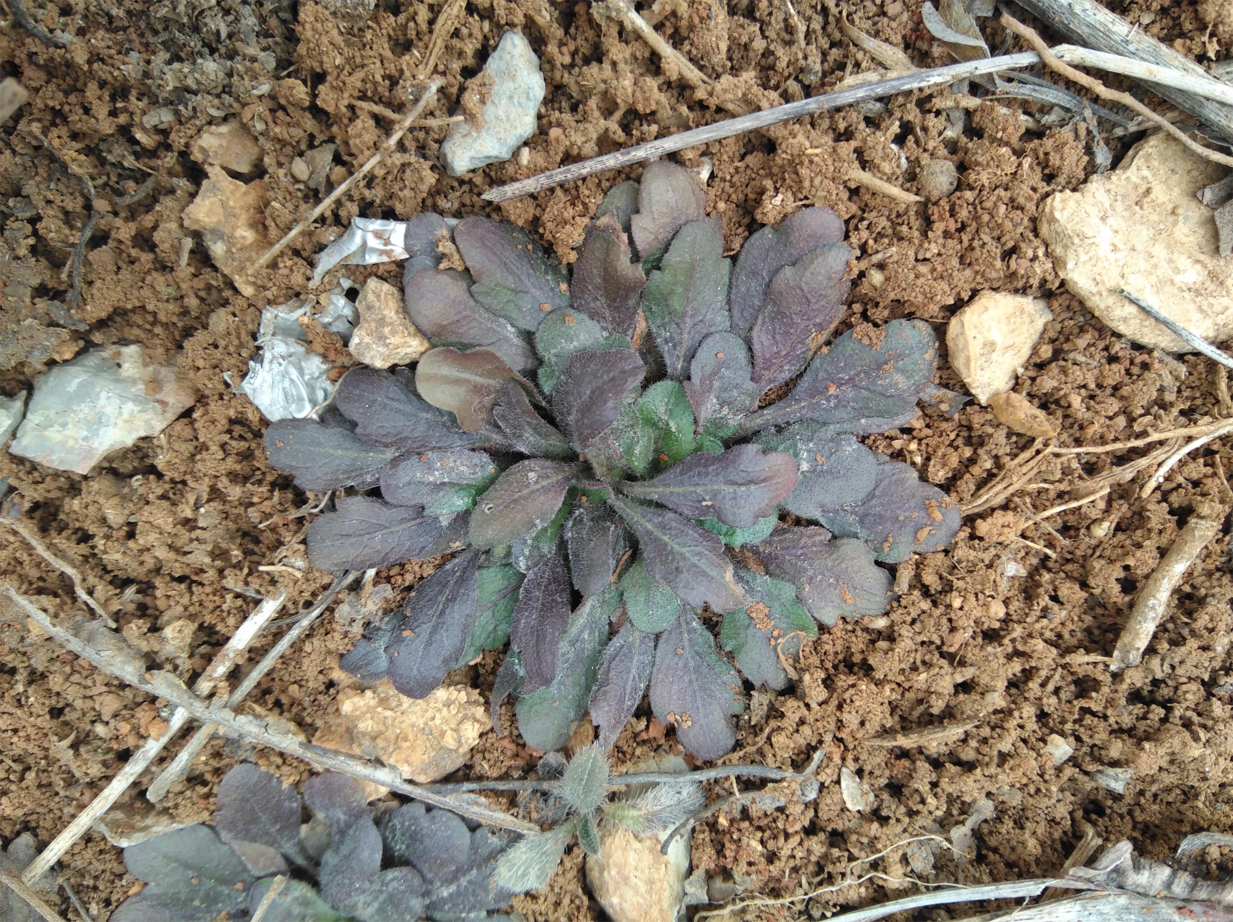 虾蟆草 转载自百家号作者:三农轩辕剑