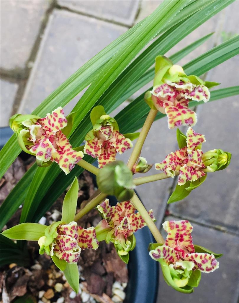 蕙兰极品牡丹,这盆开的牛逼