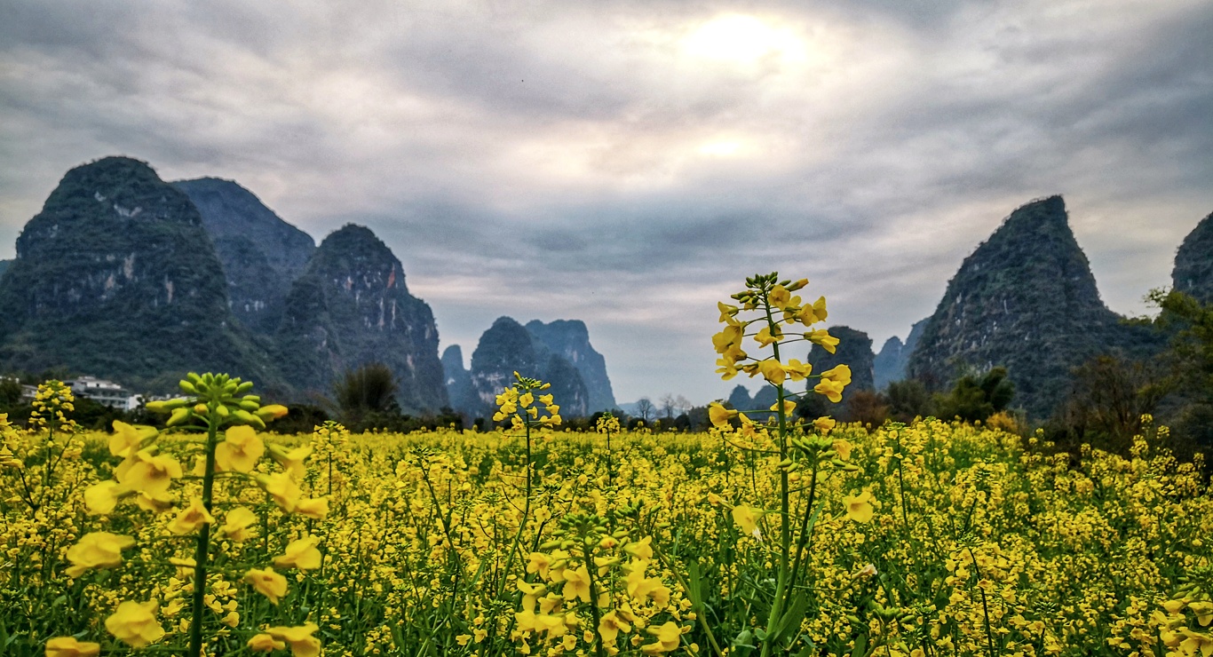 阳朔十里画廊的油菜花