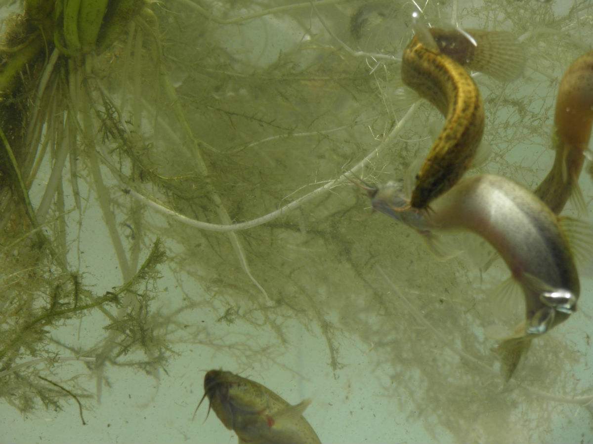 养殖泥鳅成活率为何很低?掌握这5个管理要点,先从幼苗抓起!