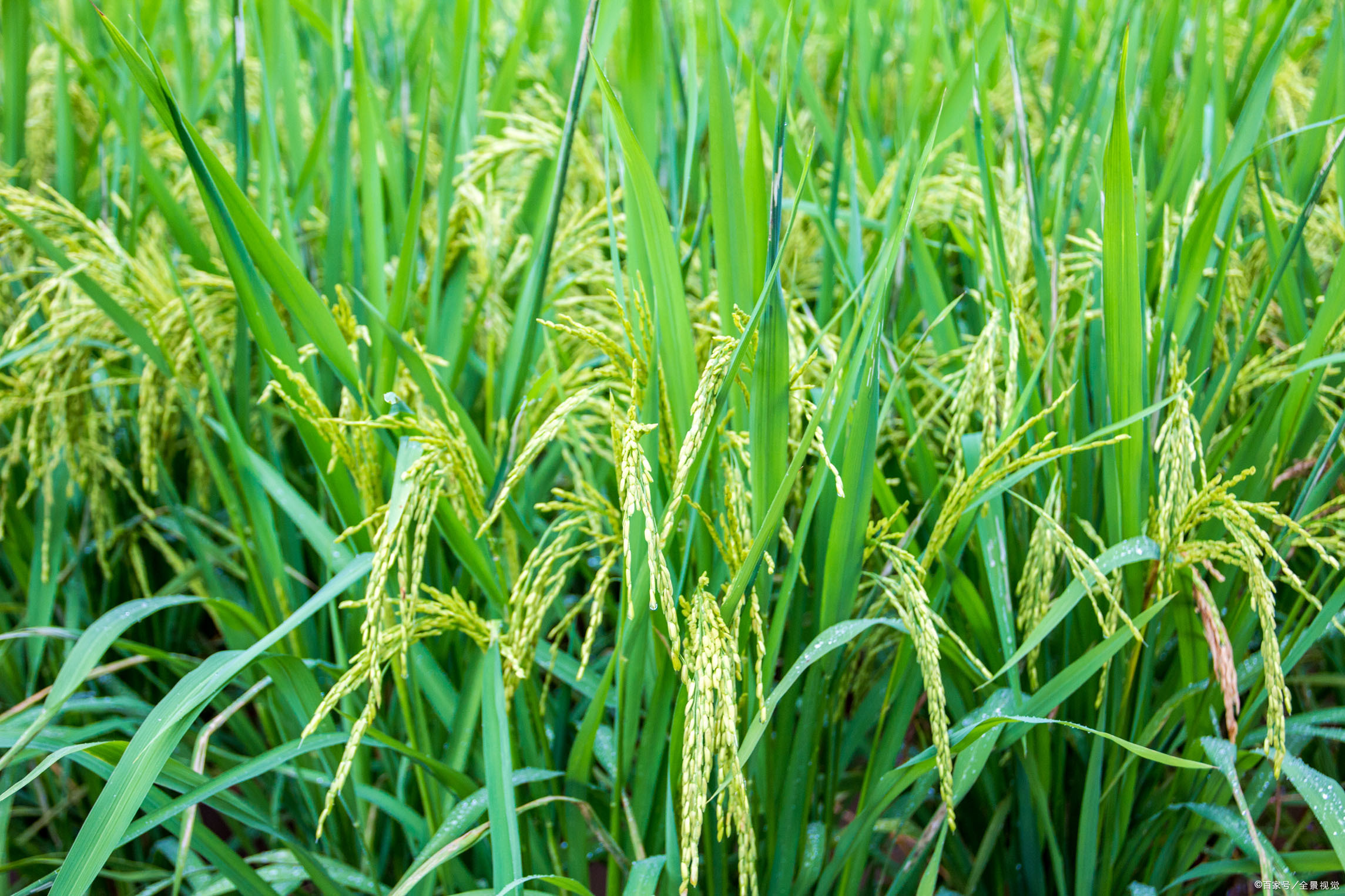 优一号 - 热门商品专区