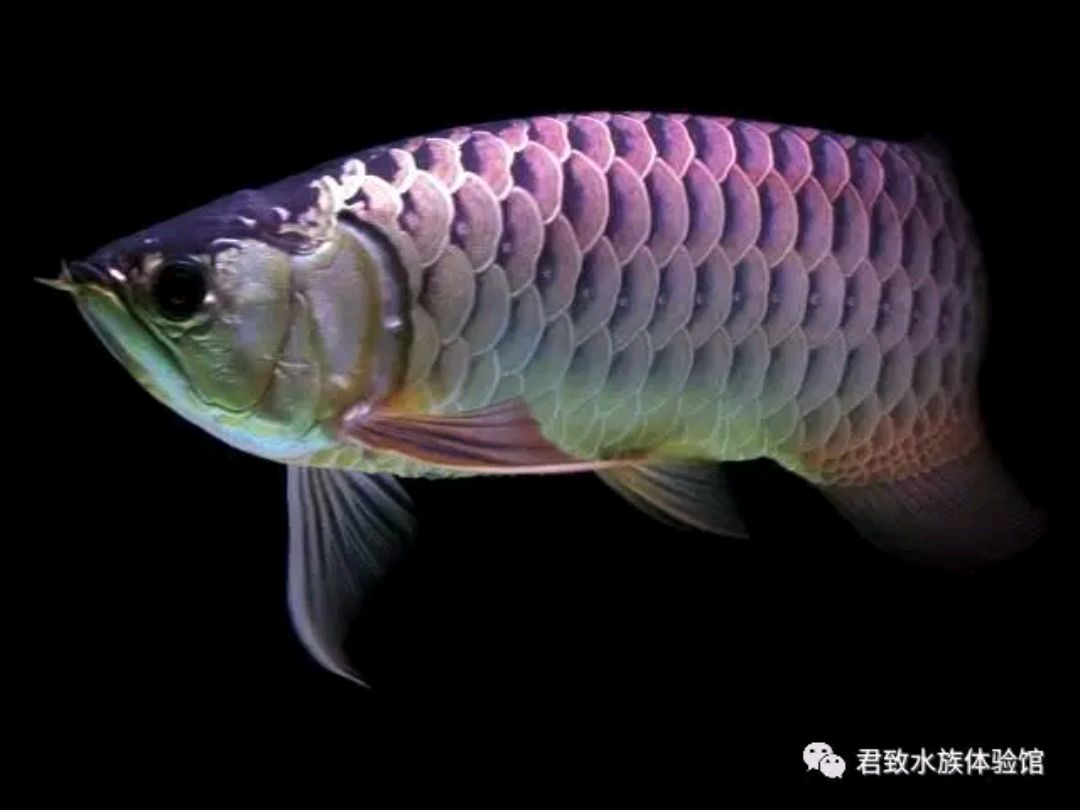 金龍魚挑選方法