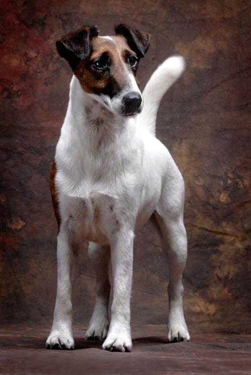 为什么平毛猎狐梗逐渐走俏?这个优势让它成为受欢迎家庭伴侣犬