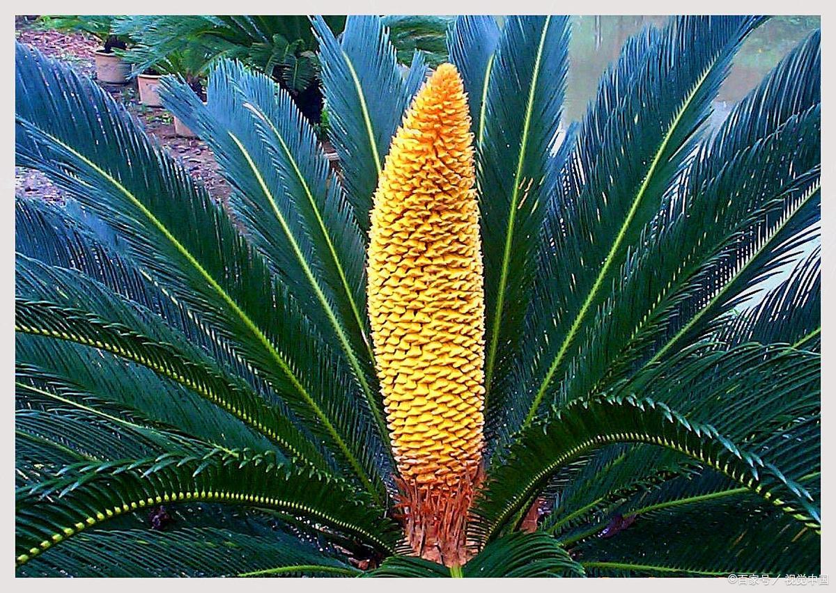 铁树开花结果真少见